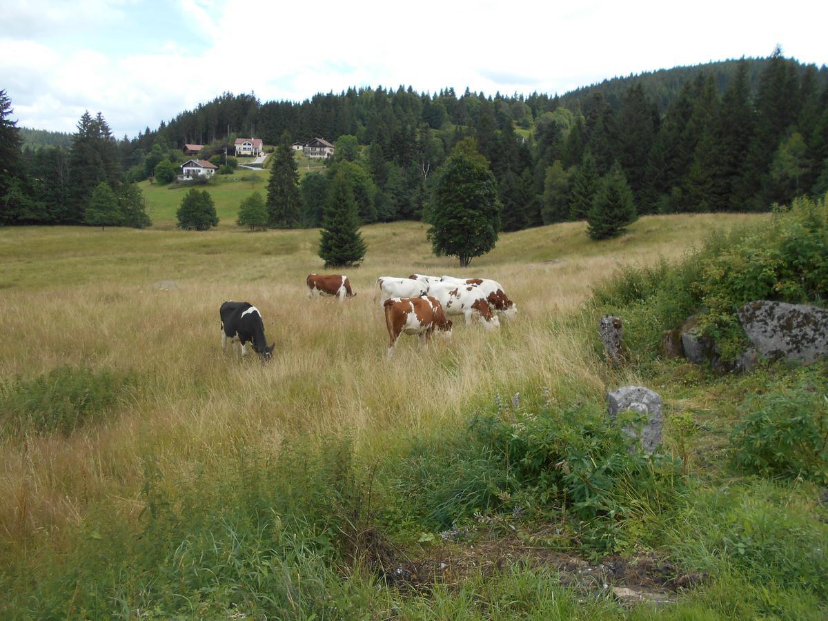 Appartement La Timoniere Gérardmer Zewnętrze zdjęcie