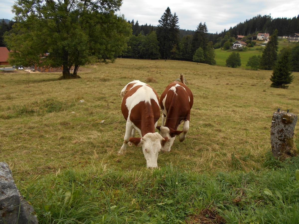 Appartement La Timoniere Gérardmer Zewnętrze zdjęcie